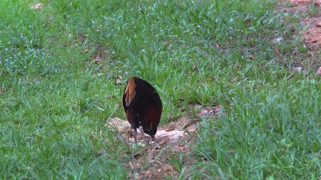 Borneo Crested fireback is the rare bird that lives in Borneo jungle.