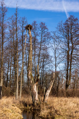 Dolina Górnej Narwi. Rzeka Mieńka. Wiosna na Podlasiu. Polska © podlaski49