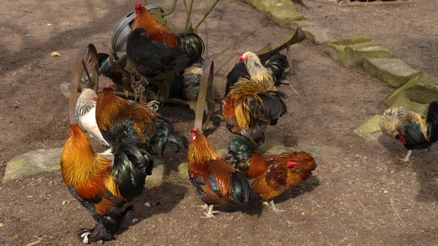 A group of roosters grooming them self's.