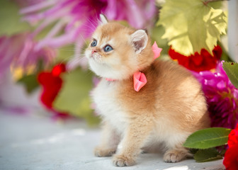 Fototapeta na wymiar Little Scottish kitten on a background of flowers sits on a bench in the summer