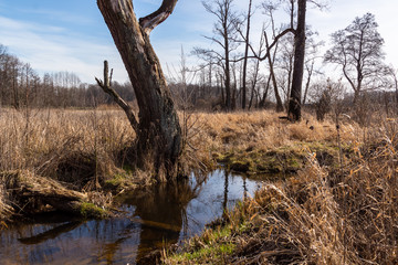 Dolina Górnej Narwi. Rzeka Mieńka. Wiosna na Podlasiu. Polska © podlaski49