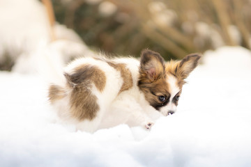Fototapeta na wymiar Papillon puppy in the snow
