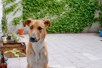 Perro en el patio 