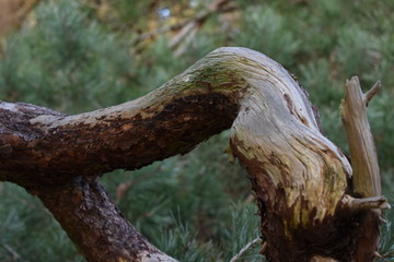 Alter geschwungener Ast