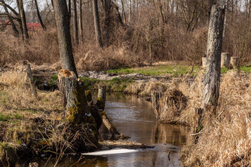 Dolina Górnej Narwi. Rzeka Mieńka. Wiosna na Podlasiu. Polska © podlaski49