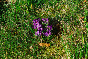 the first, delicate purple crocus flowers in early spring.