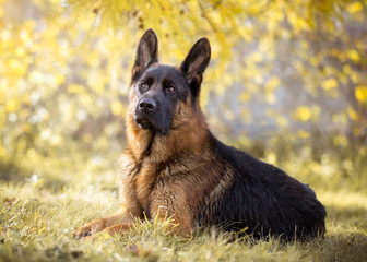 German shepherd in the autumn on the nature