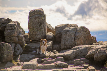 Perro en altas monta&ntilde;as