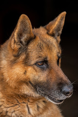portrait of a dog