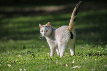 Gato por detrás