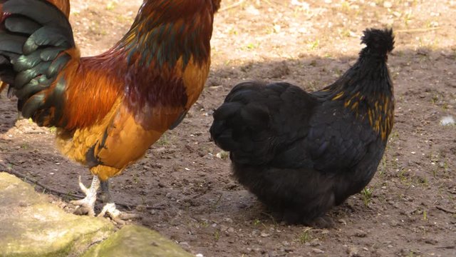 Black chicken rooster searching the ground.