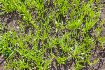 Young green sprouts of flowers grow in the ground of a sunny garden. Spring flowers. Green leaves of young plants.