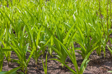 Young green sprouts of flowers grow in the ground of a sunny garden. Spring flowers. Green leaves of young plants.