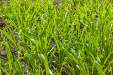 Young green sprouts of flowers grow in the ground of a sunny garden. Spring flowers. Green leaves of young plants.