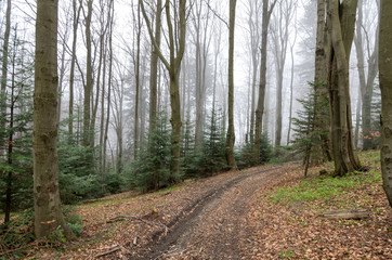 path in  foggy forest