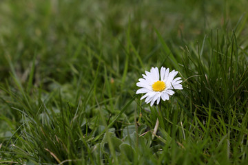 Chamomile flower blooming on a meadow, selective focus. Spring daisy in the green grass