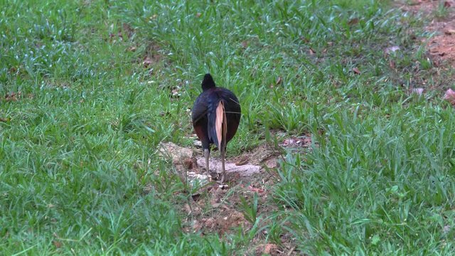 Borneo Crested fireback is the rare bird that lives in Borneo jungle.