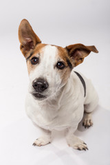 Studio portrait of an expressive Jack Russell Terrier Dog against white background