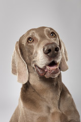 Studio portrait of an expressive Weimaraner Dog against white background