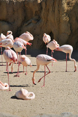 Group of flamingos at lake side eating.