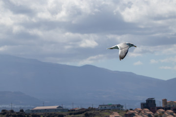 Fototapeta na wymiar dynamic flying seagull on the sky