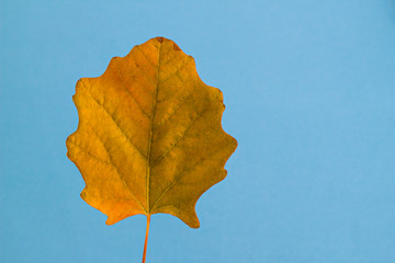 Double color,green and yellow of autumn leaves on the white background with copy space.