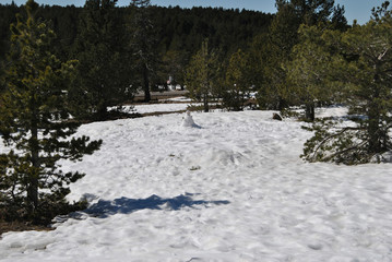 Snowy and cold mountain forest landscape.