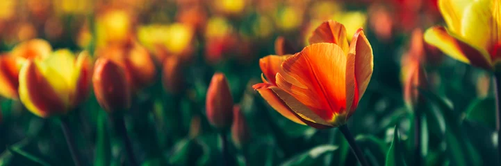 Papier Peint photo Pour elle Gros plan sur des champs de tulipes jaunes et rouges en fleurs au printemps, Pays-Bas