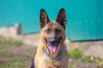 German shepherd looks carefully forward, dog on blurred background_