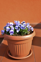 Decorative flower pot with blooming light blue pansies.