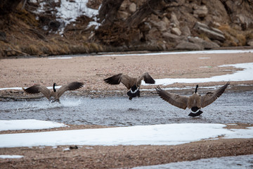 Obraz premium geese landing in water 