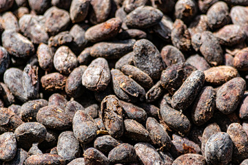 Cocoa Beans from Factory in Grenada