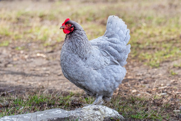 Gray chicken in the garden on a blurred background_