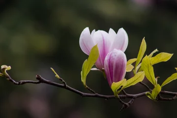 Foto op Canvas Pink magnolia flower,on the blur and dark background.Close up taken. © Gulsen