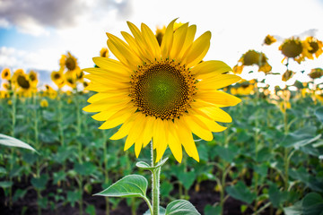 Blooming sunflower on a background of a field of sunflowers