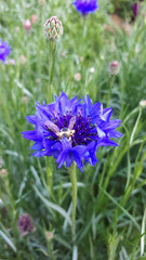 Wild bee pollinates blue flower. Plant pollination