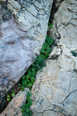 grass pushing up through the stones