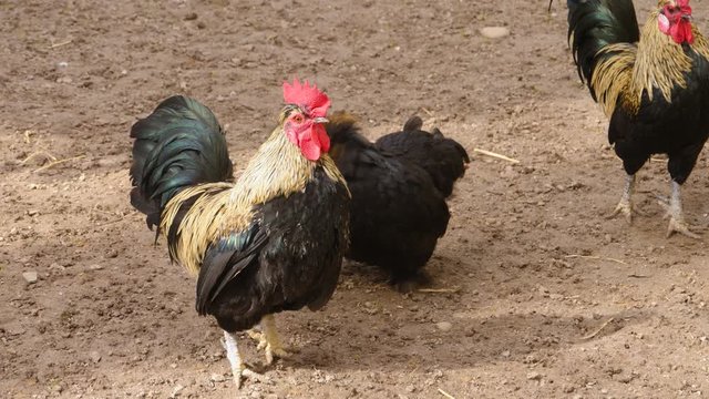 Rooster jumping off from chicken.