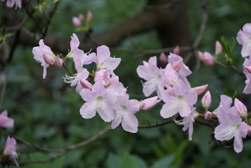 Spring flowering of garden rhododendron, Azalea. Pink, delicate flowers on a background of greenery and branches. Blurry background