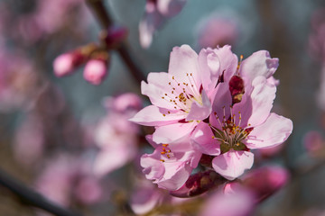 bright pink and white flowers on trees, blooming, spring landscape, beautiful background