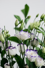 Fototapeta na wymiar Beautiful bouquet of spring flowers in vase. Floral composition of fresh white violet eustoma flowers. Gift. Celebration concept. Blooming flowers. 