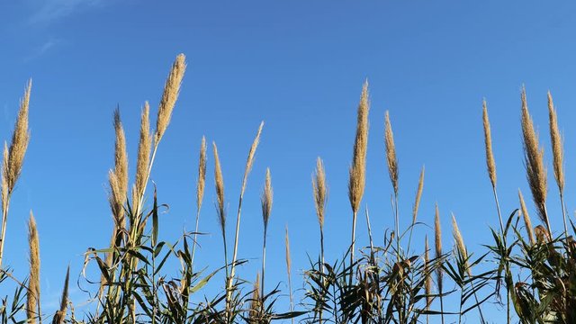 Saccharum ravennae, or ravennagrass or elephant grass is swaying in the gentle breeze against a blue sky in this hand held clip. Considered ornamental by some and an invasive species by others.