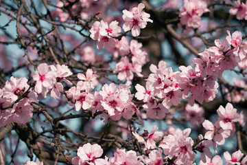 bright pink and white flowers on trees, blooming, spring landscape, beautiful background