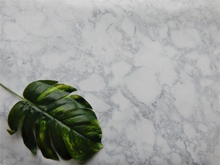 green leaf on marble background
