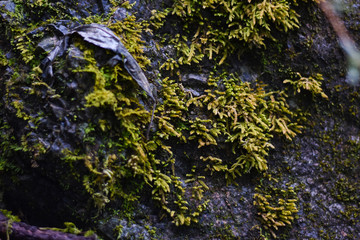 moss on the rock and the rock in the mountain 