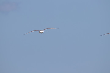 dynamic flying seagull on the sky
