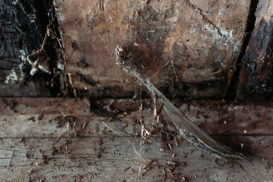 Spider web on old wooden door frame. Background, texture