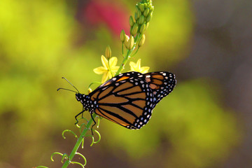 Monarch Butterfly