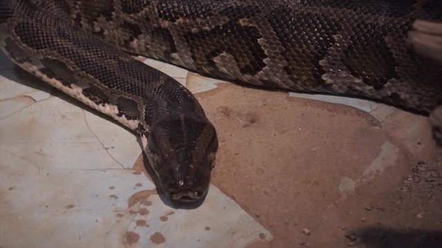 Big, strong monster snake is grovel interior. Toxic animal, cobra, venom. 