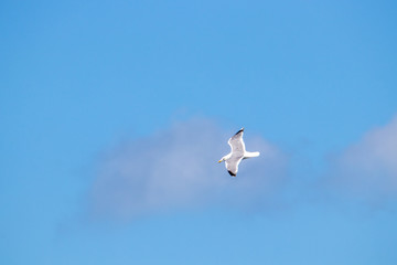 dynamic flying seagull on the sky